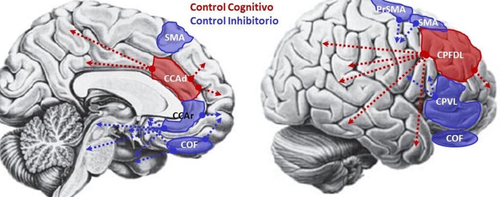 Para qué sirven las neuronas