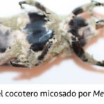 Para qué sirve el dimetoato