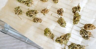 Para qué sirve el kratom Para qué sirve el kratom