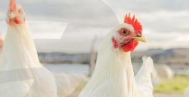 Para qué sirve el mucolitico Para qué sirve el mucolitico