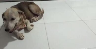 Para qué sirve el nicilan Para qué sirve el nicilan