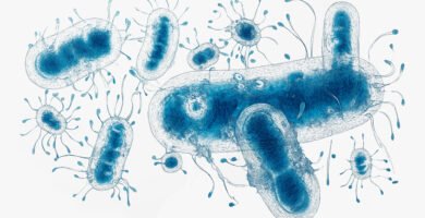 Para qué sirve el probiotic Para qué sirve el probiotic