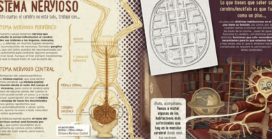 Para qué sirve la medula espinal Para qué sirve la medula espinal