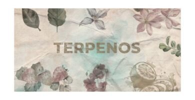 Para qué sirven los terpenos Para qué sirven los terpenos