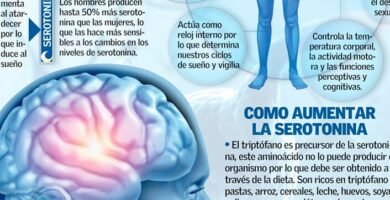 Para qué sirve la serotonina